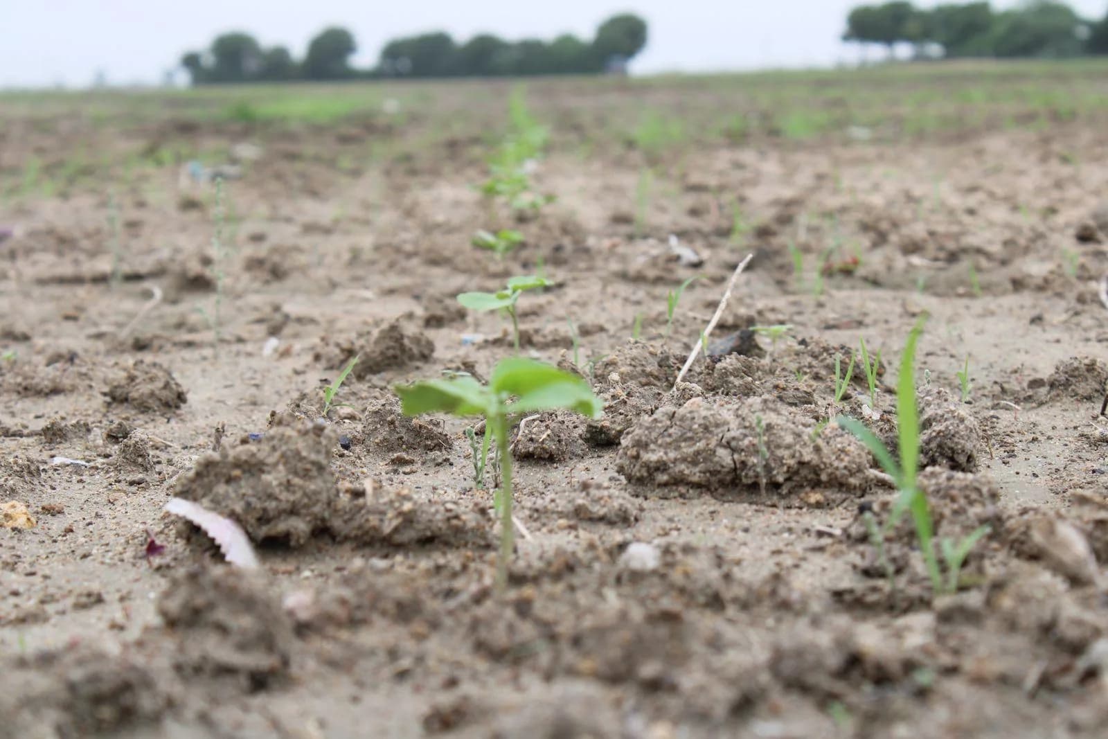 Young cotton seedlings in an organic field