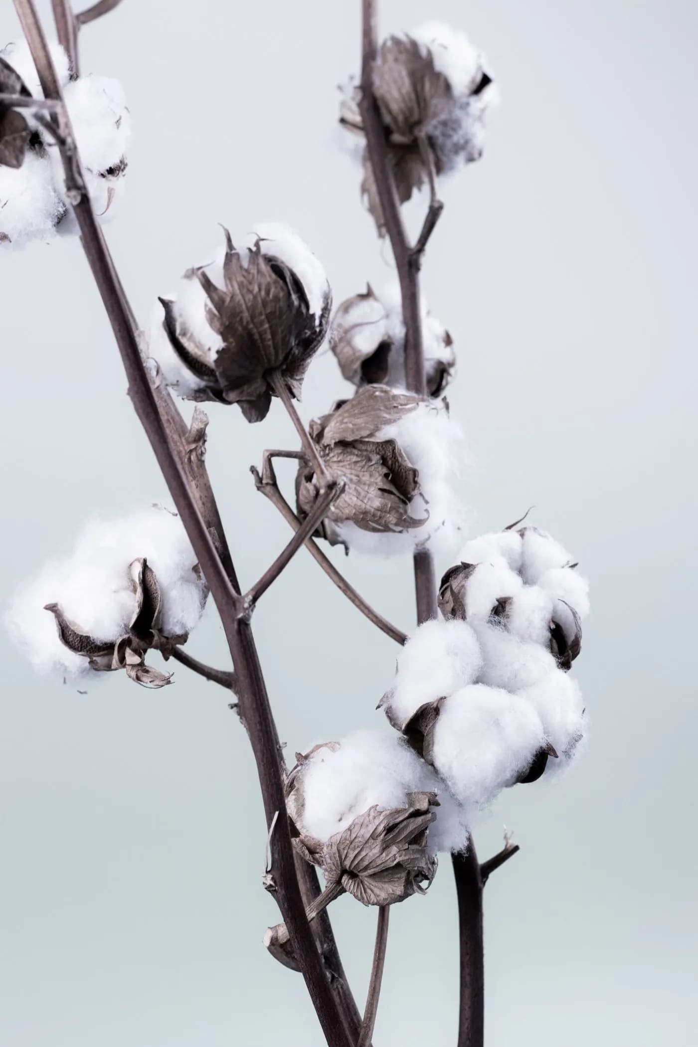 Cotton branch with several open bolls against a pale background