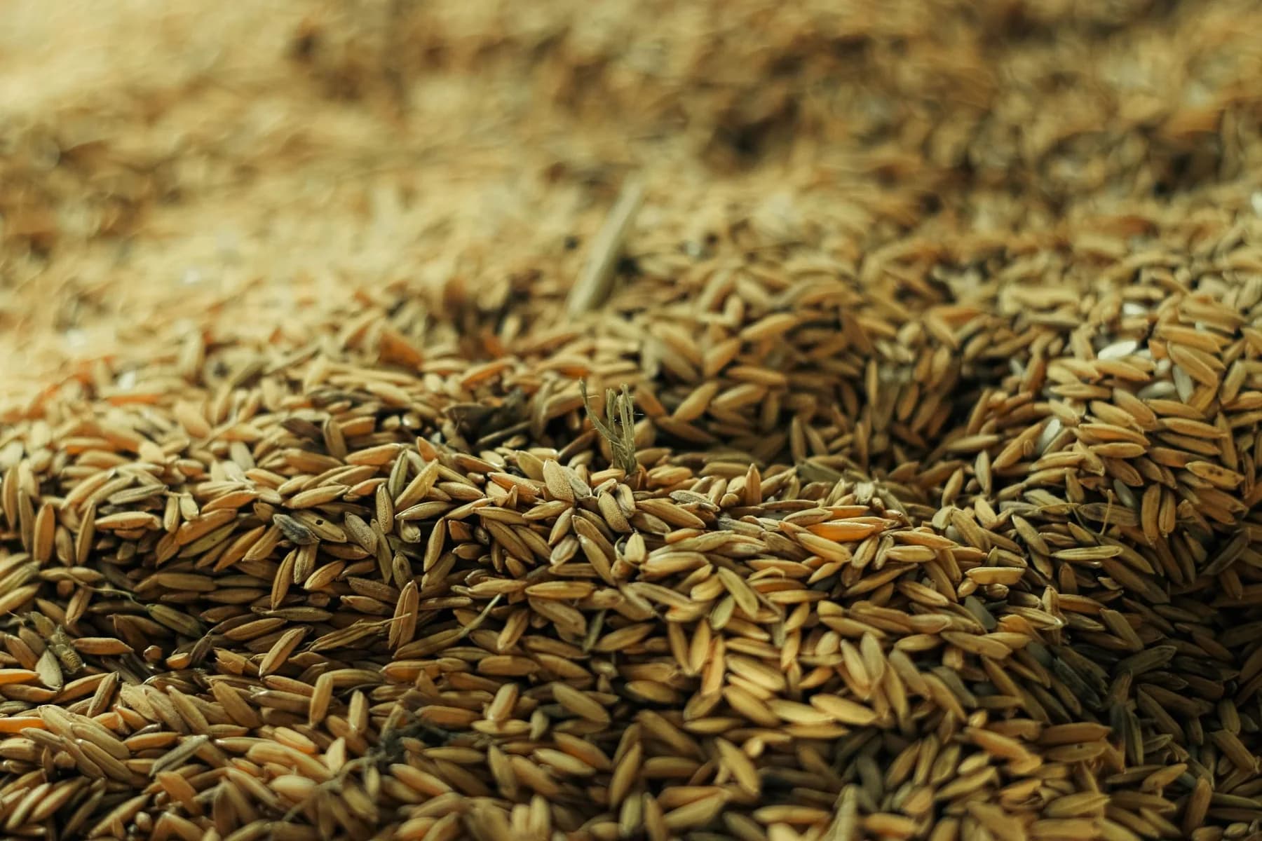 Close-up of harvested paddy grains in their husks