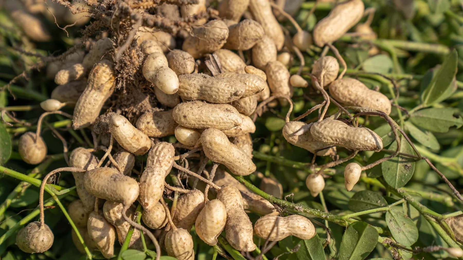 Freshly harvested peanuts still attached to the plants