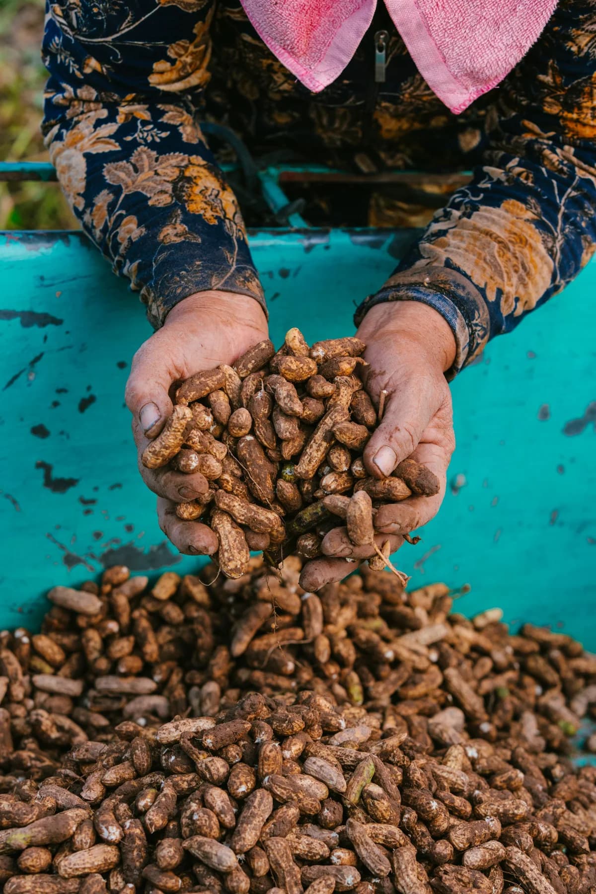 Hands holding a heap of freshly harvested groundnut pods