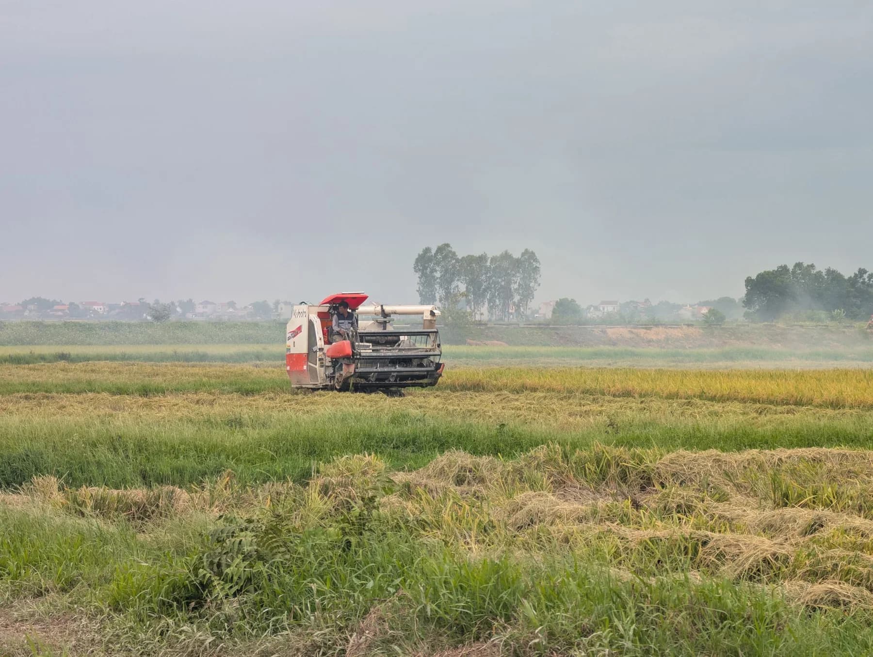Combine harvester working in a rice field