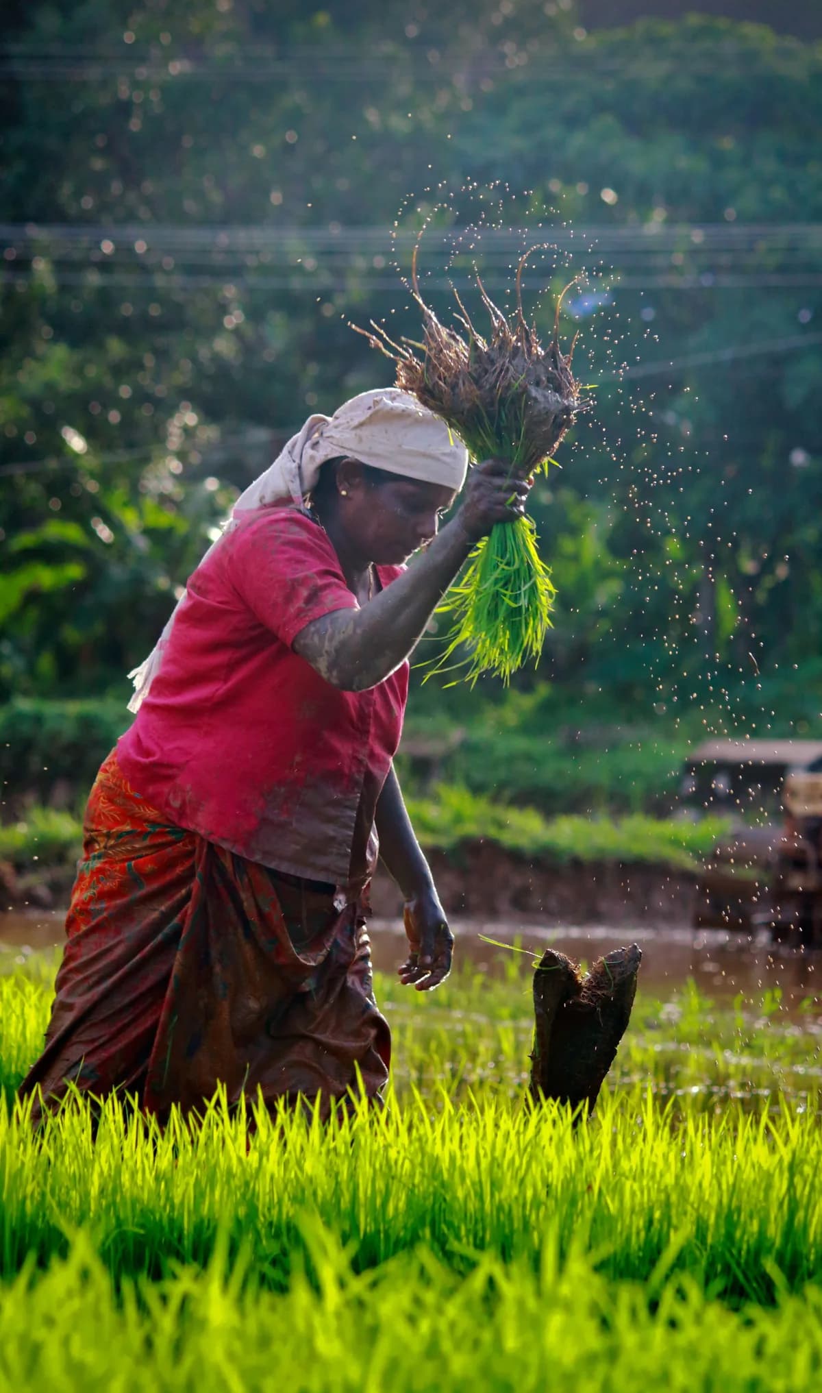 Farmer transplanting rice seedlings in a paddy field